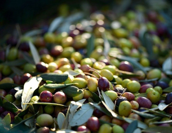 Freshly harvested olives in the Matarranya