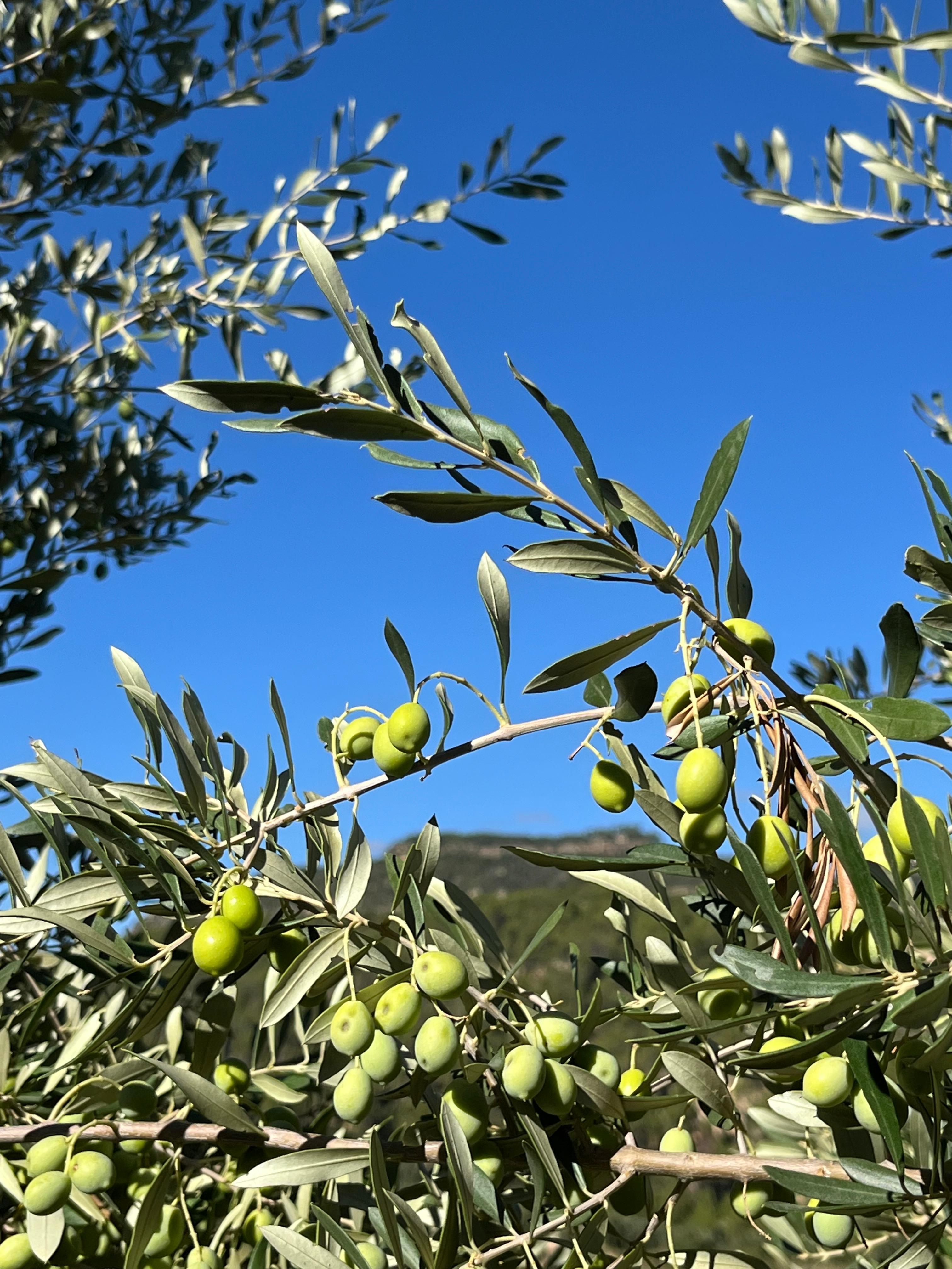 Olives growing on the tree in the Three Kingdoms groves